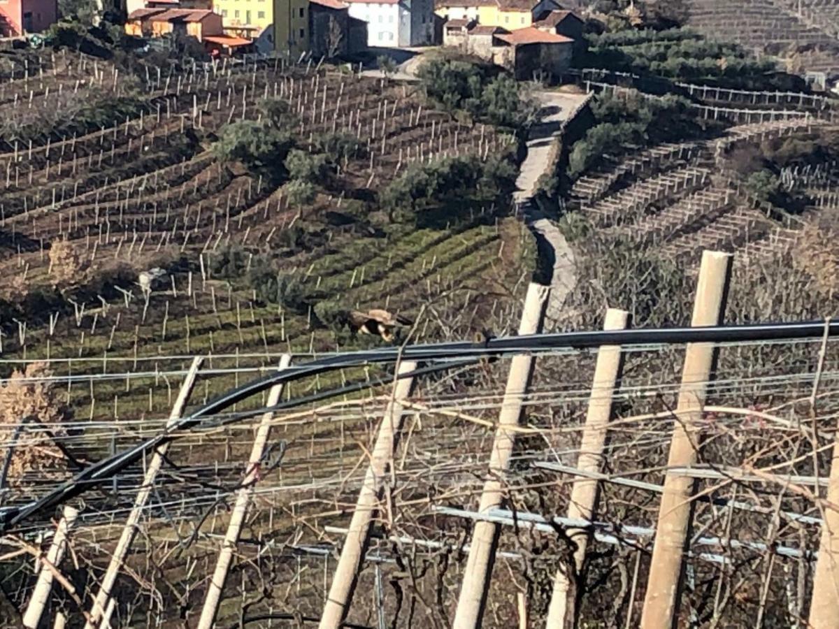 Agriturismo La Preara Monteforte d'Alpone Екстер'єр фото